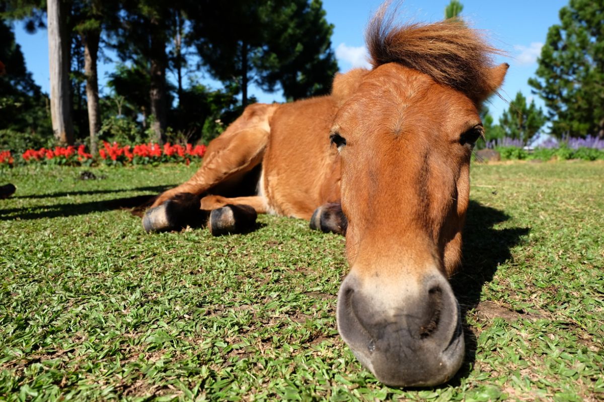 A brown horse lying on green grass.