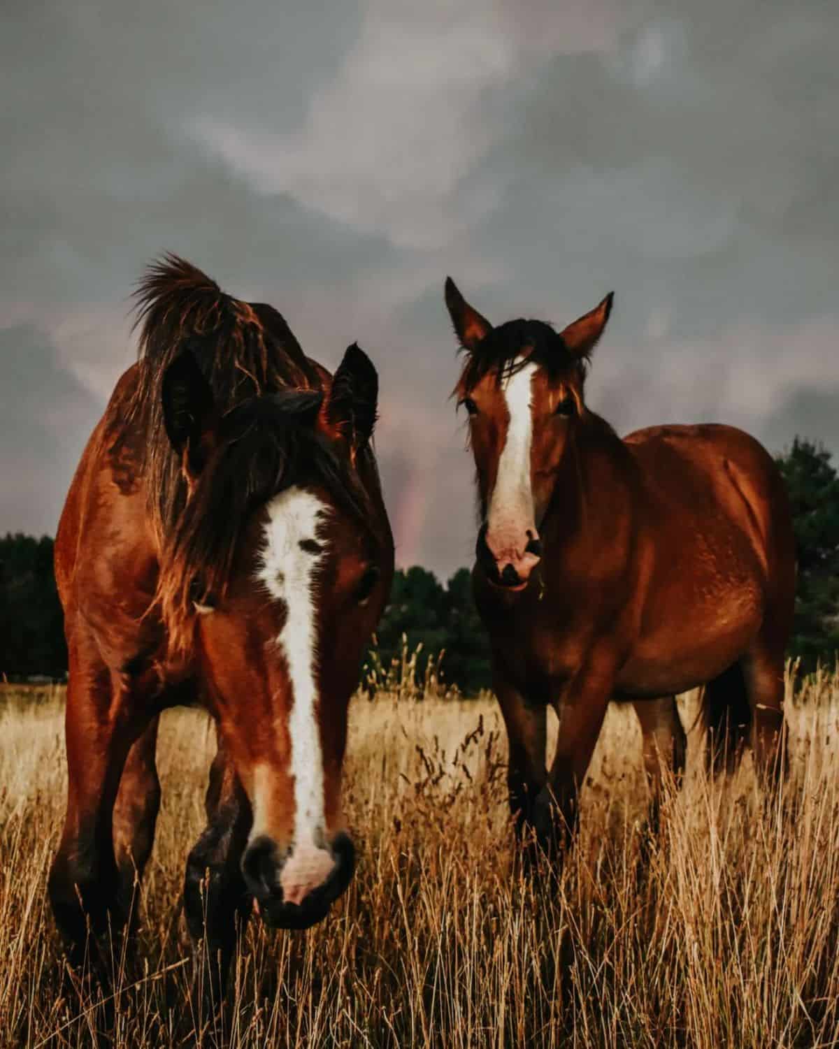 Two brown Australian Draught horses on a pasture.