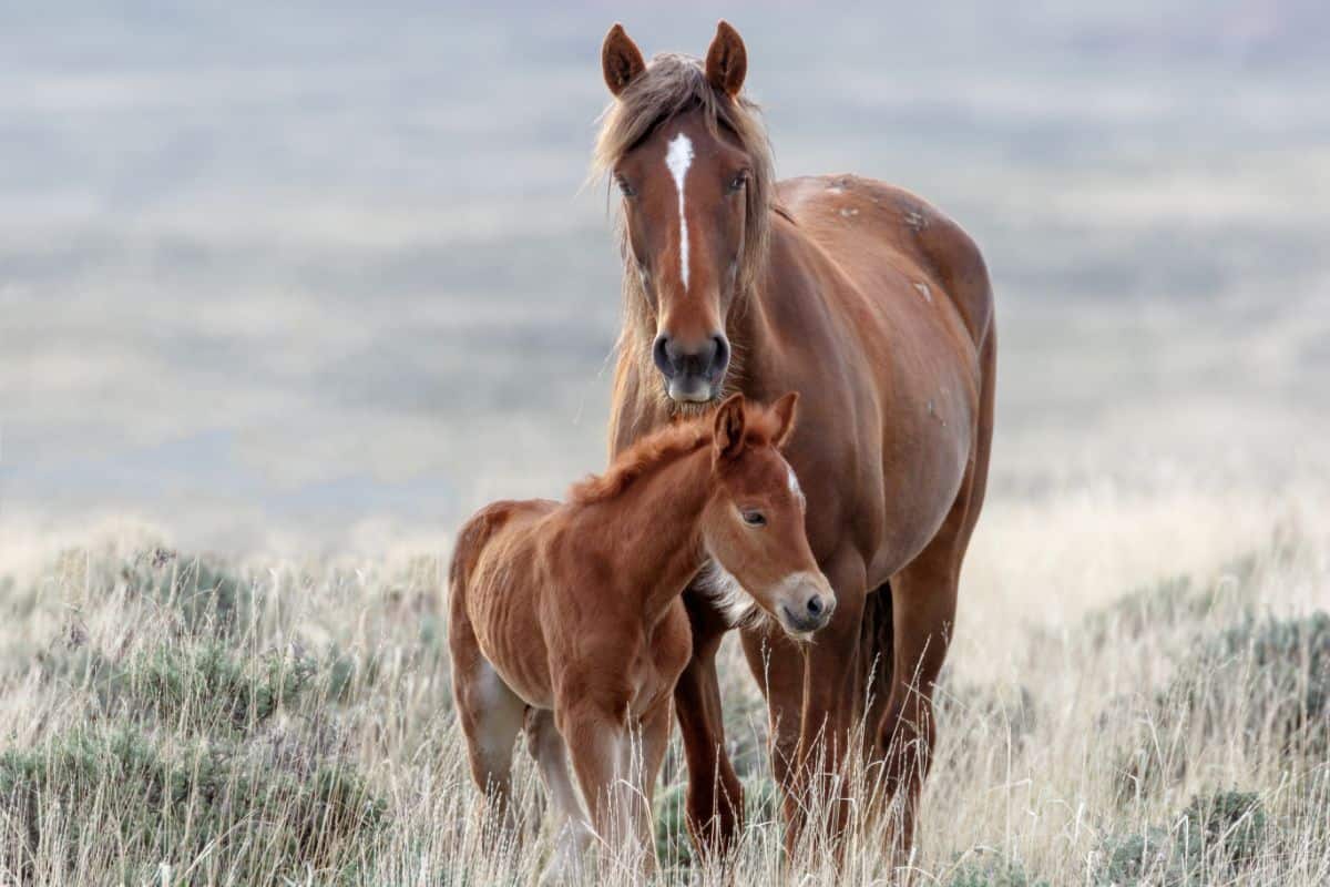 Two brown Mustang horses stand in a meadow.