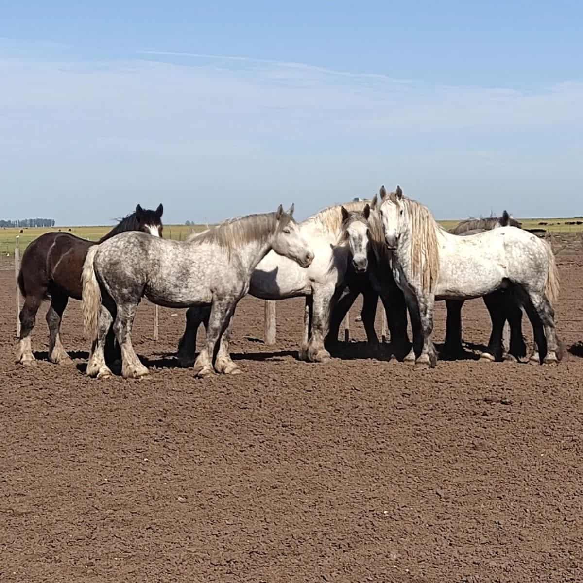 A pack of Percheron horses on a field.