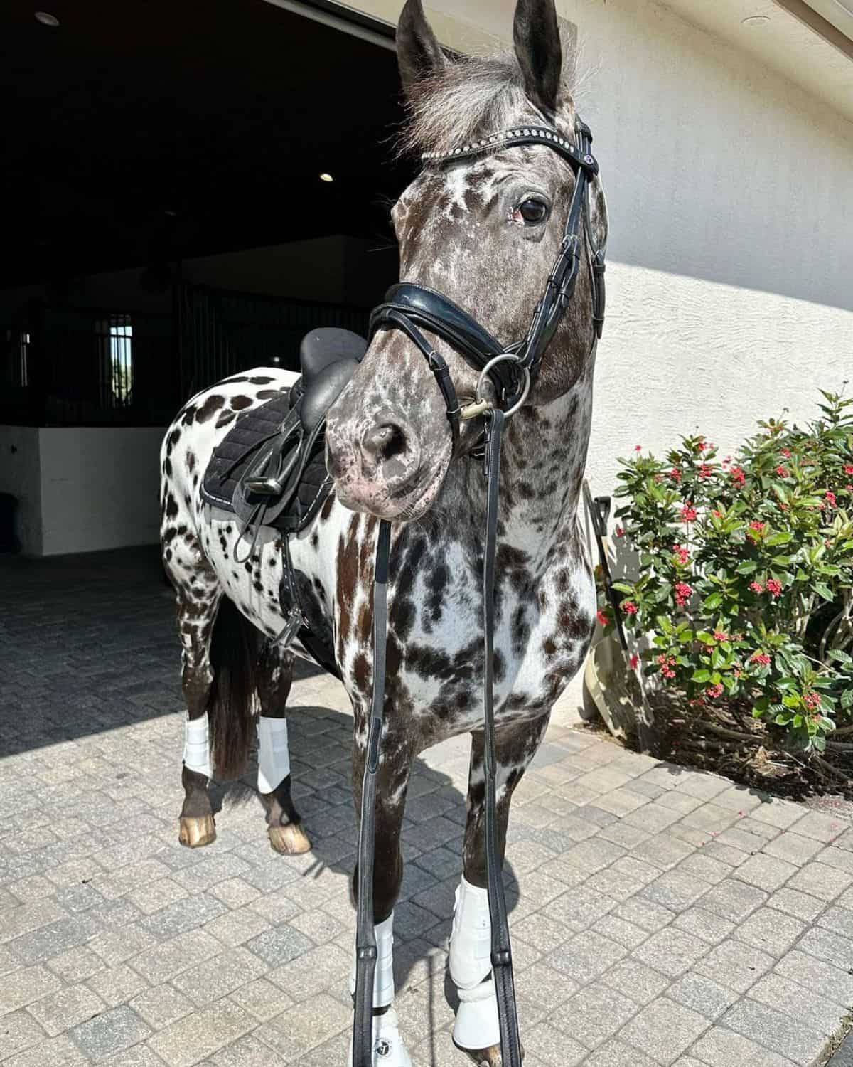 An adorable speckled Appaloosa horse near a barn.