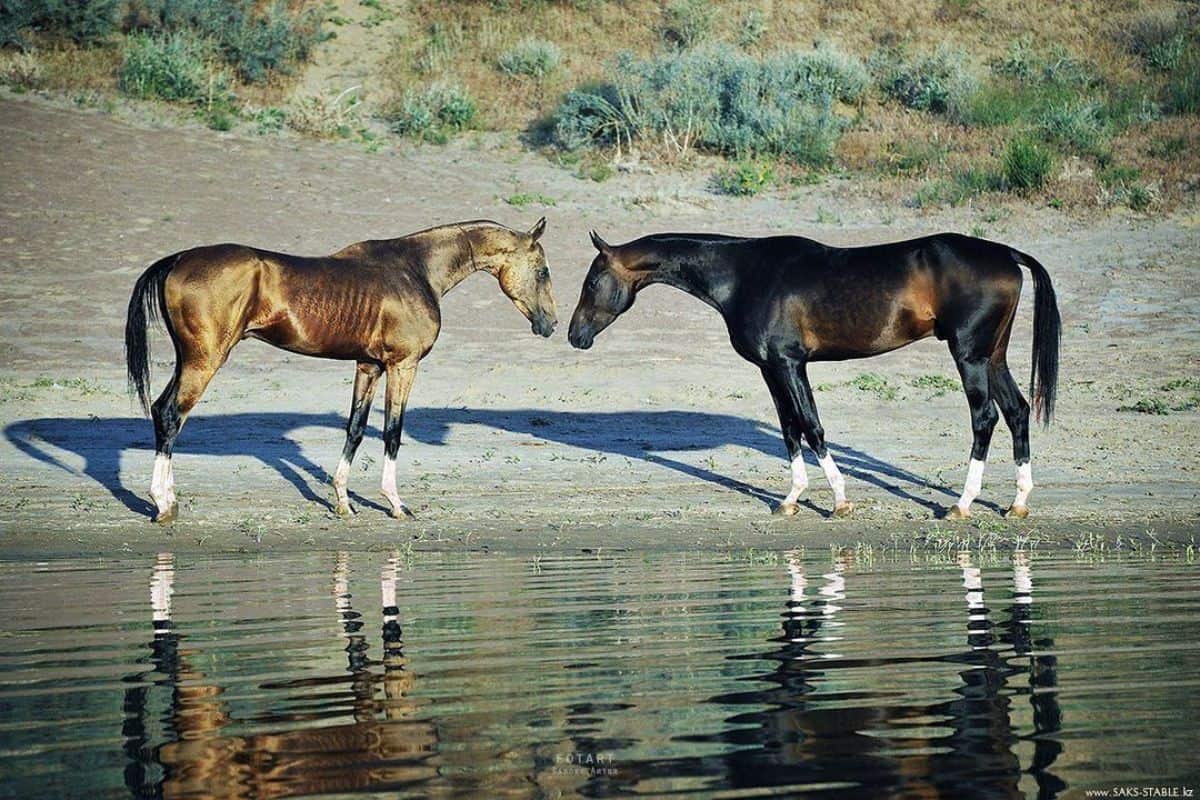 Two brown Akhal-Teke horses stand near a lake.