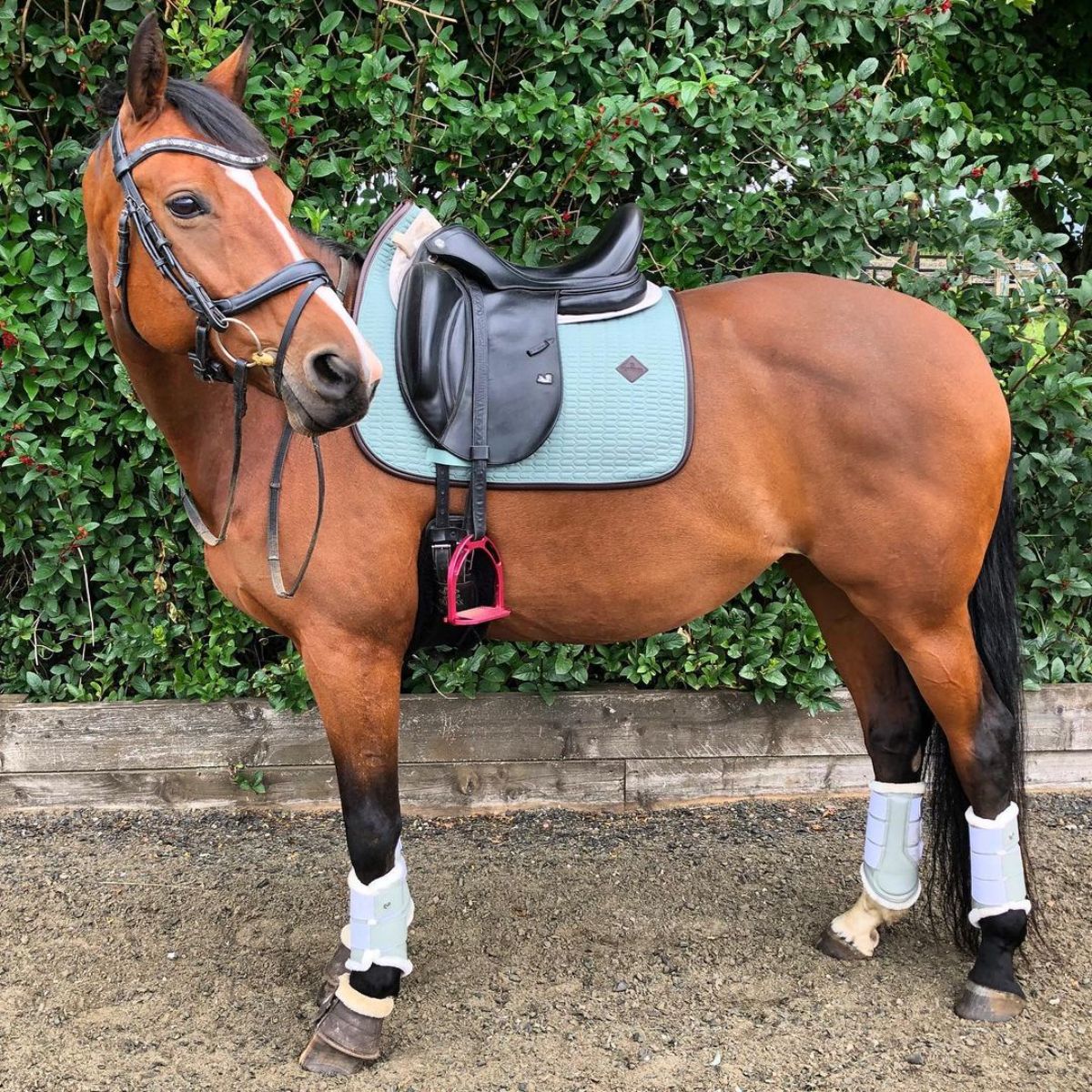 A brown Hanoverian horse with a leather saddle.