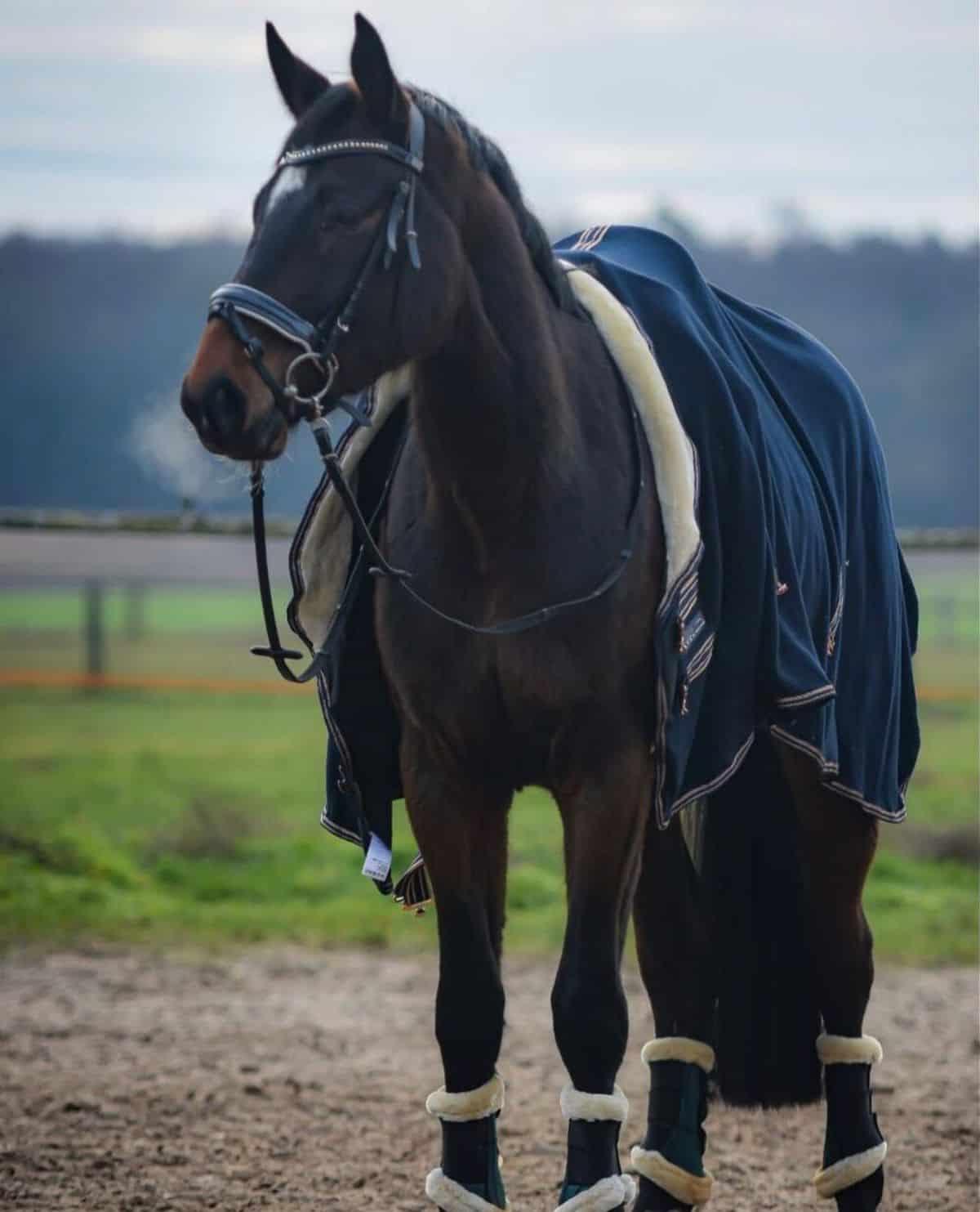 A brown Holsteiner horse stands on a ranch.