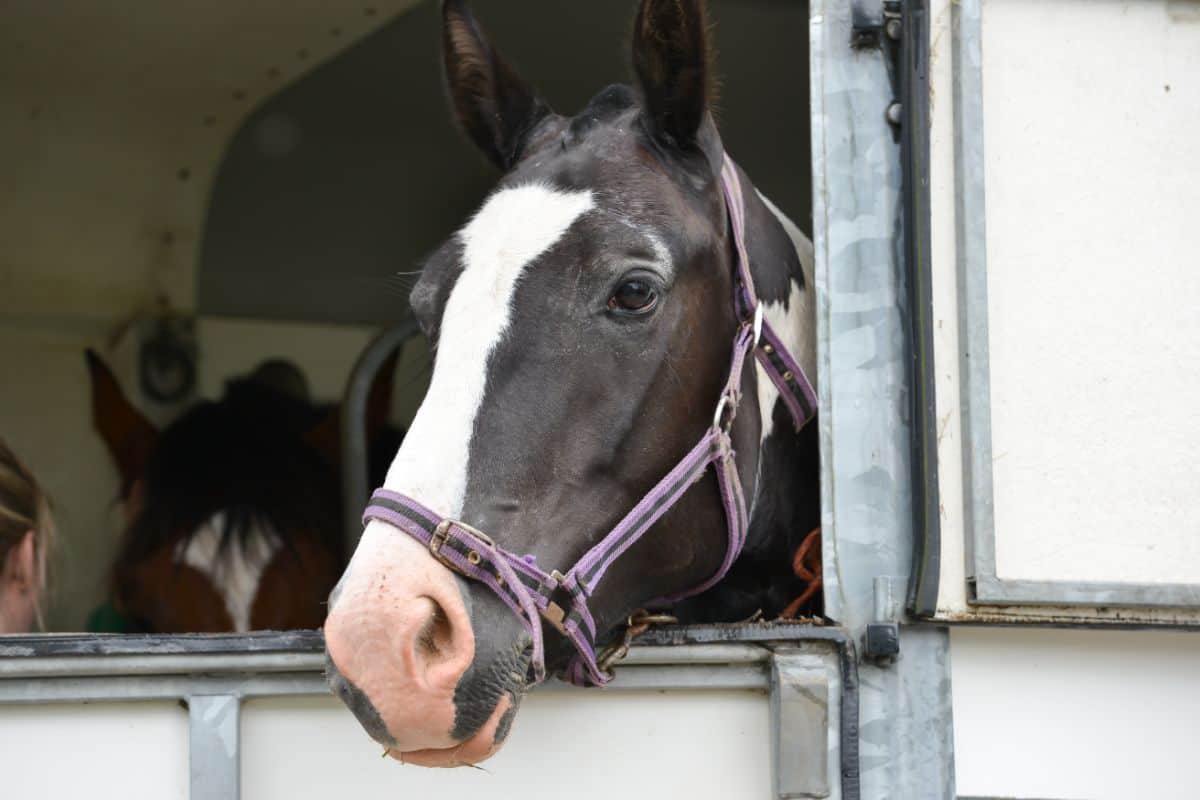 A dark brown horse peeking through a window in a trailer.