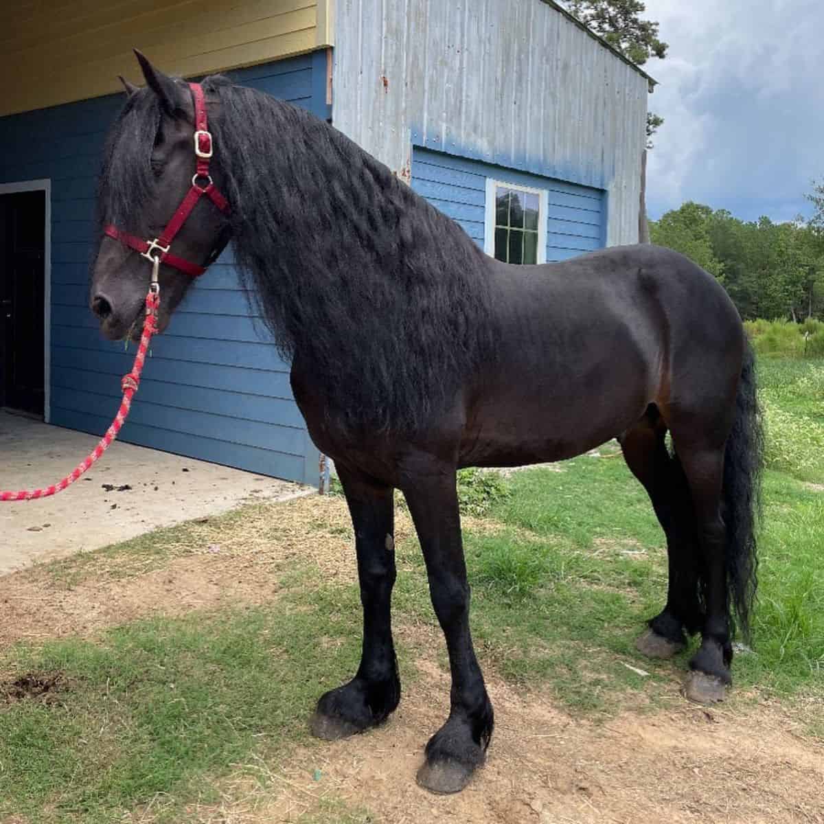 A black Friesian horse with a long black mane.