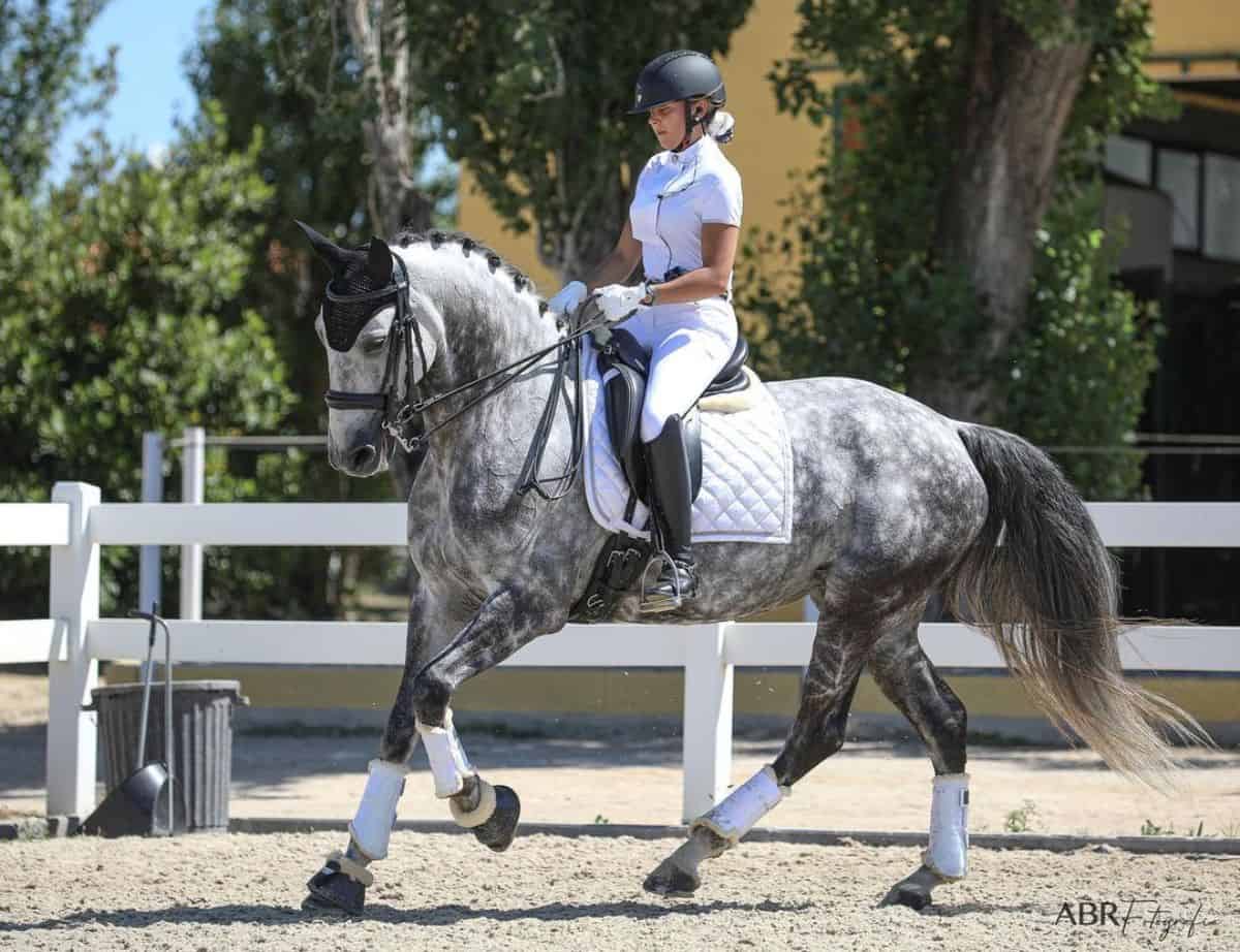 A woman rides a gray Lusitano horse on a ranch.