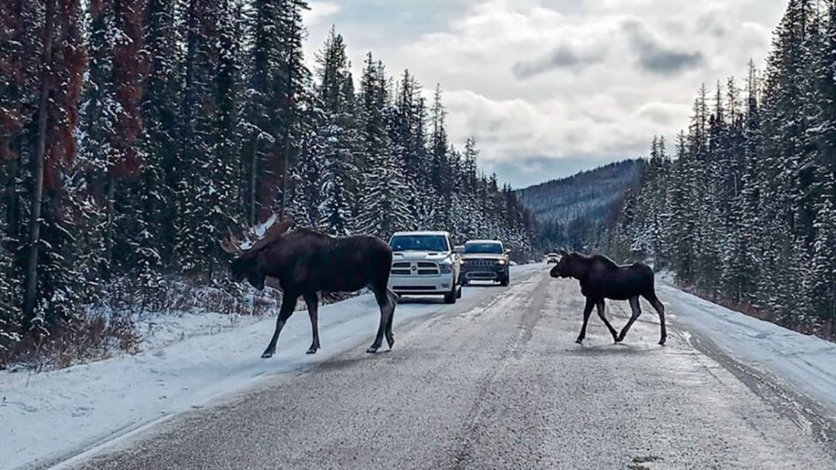 Two mooses waking through the road.