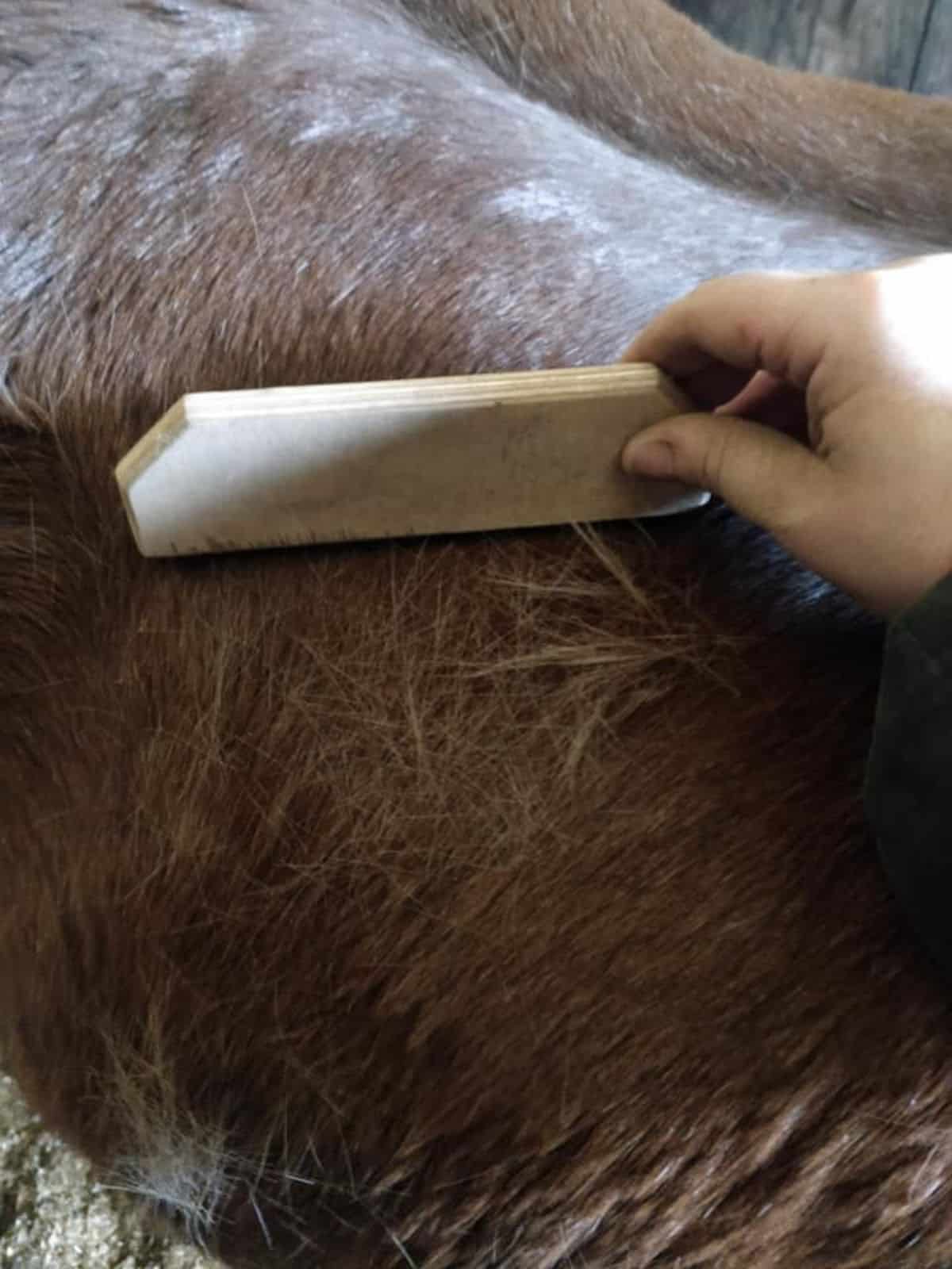 An owner is shedding a brown horse with a shedding blade.