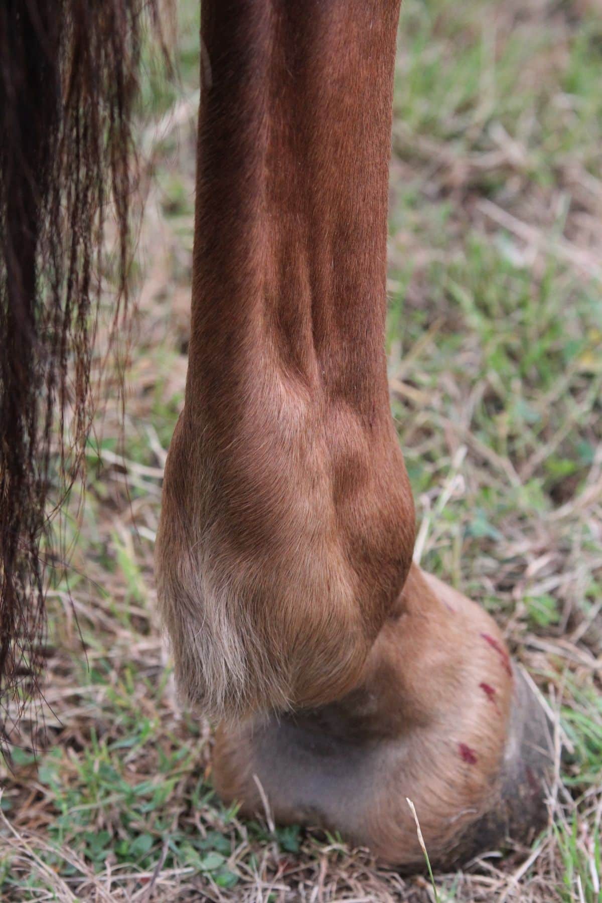 A swollen horse fetlock.