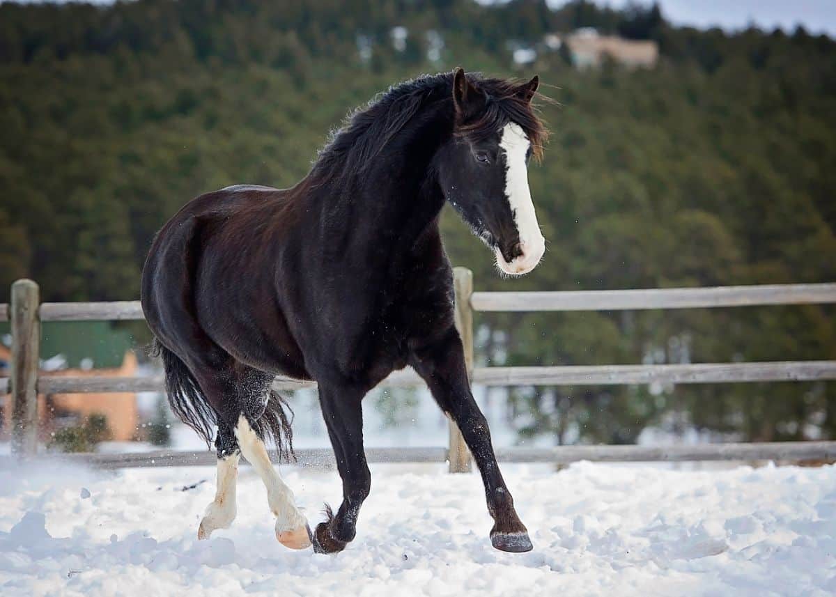 A dark-brown Tennessee Walker horse runs on a snow-covered paddock.