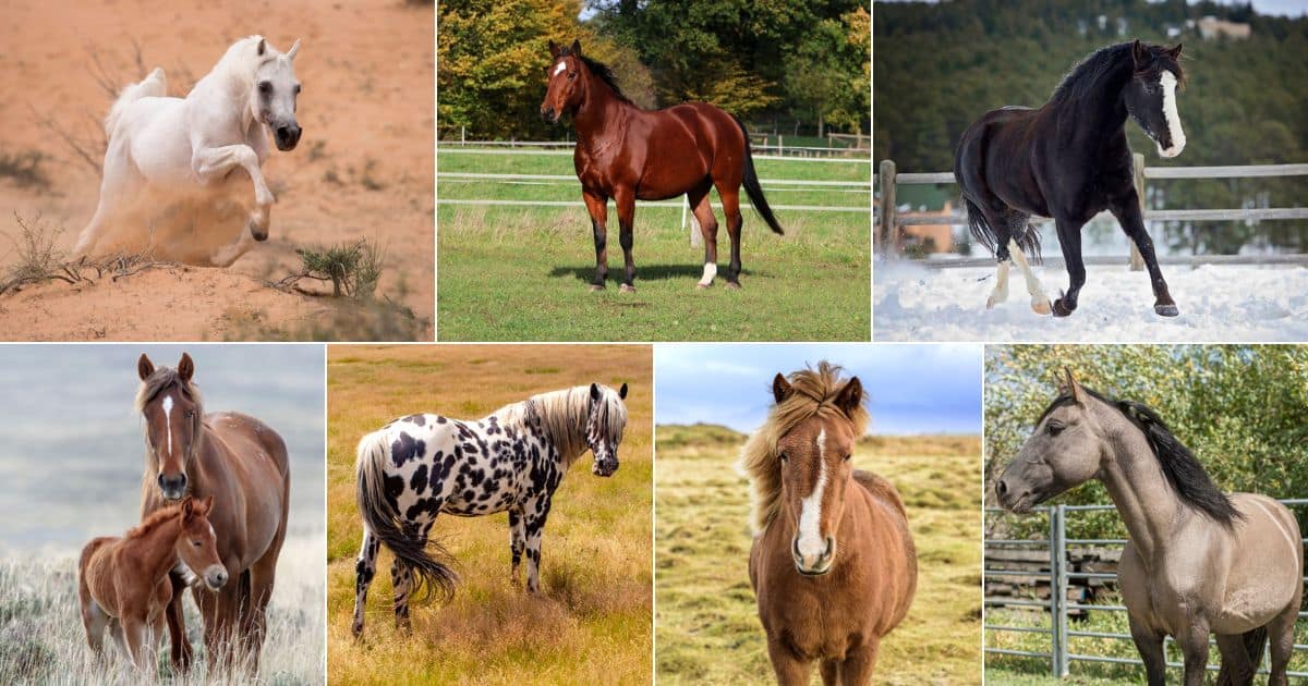 7-best-horse-breeds-for-trail-riding