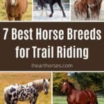 7 Best Horse Breeds for Trail Riding pinterest image.