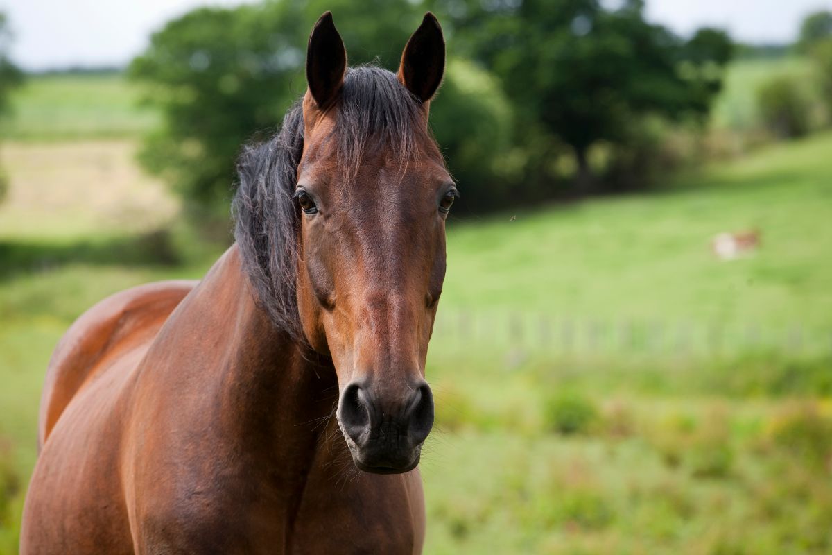 A brown horse stands on a field.