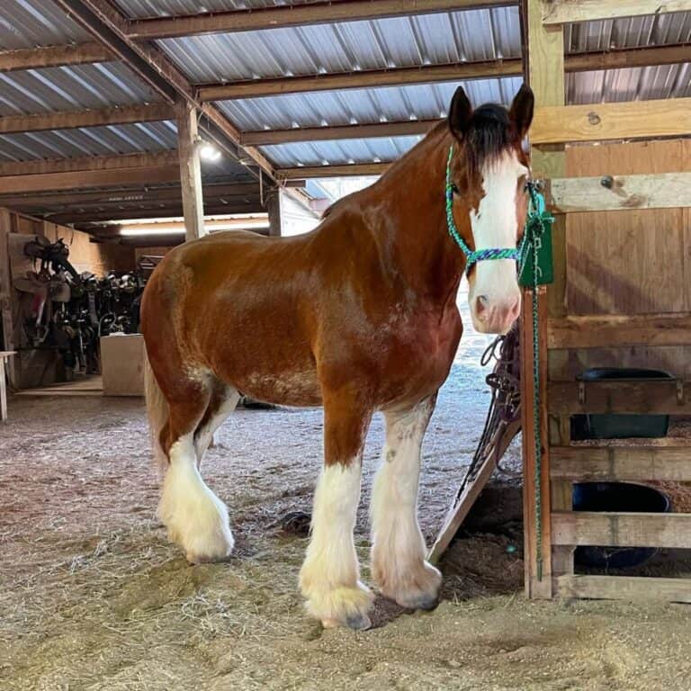 11 Best Horse Breeds for Ranch Work