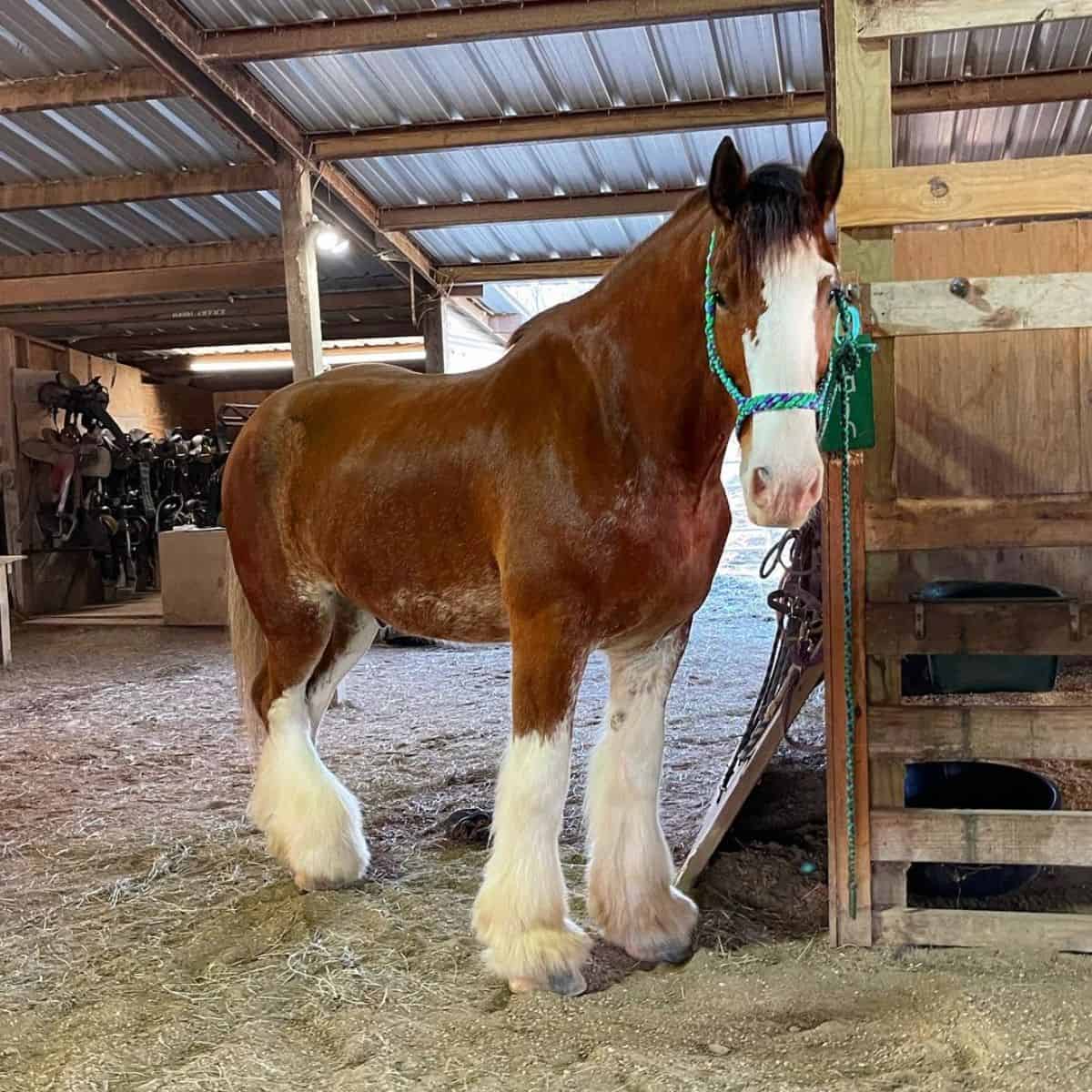 A huge brown Clydesdale horse stands in a stable.