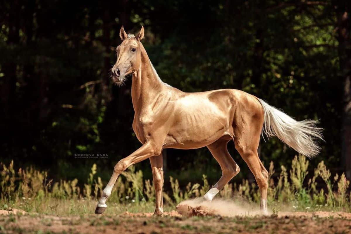 A golden Akhal-Teke horse walks on a field.