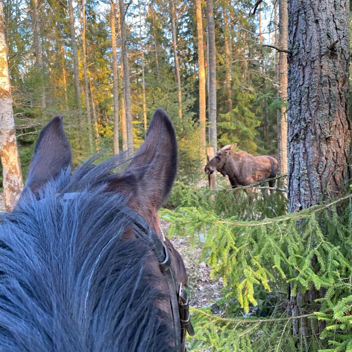 A horse watching a moose in the forest.