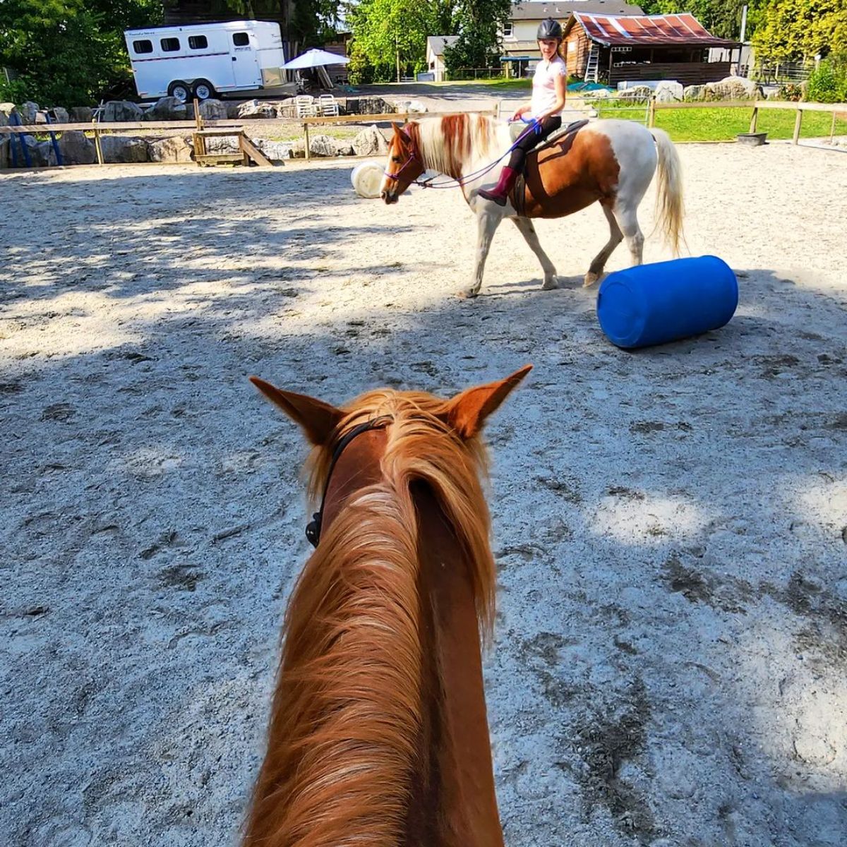 Two training horses on a ranch.