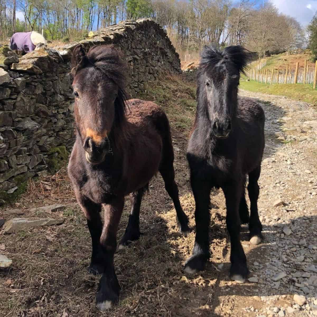 Two adorable Fell Ponies stand on a ranch road.