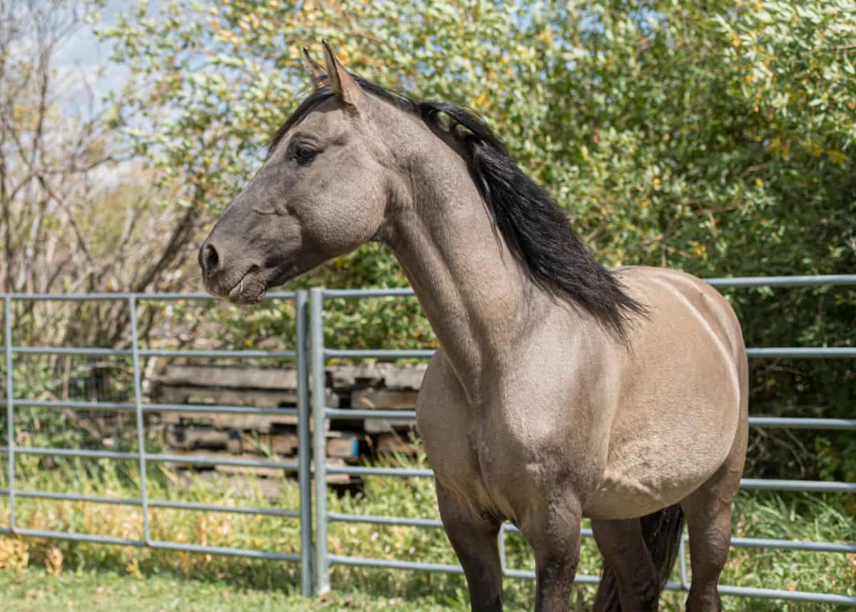 A beautiful gray Missouri Fox Trotter horse sands on a paddock.