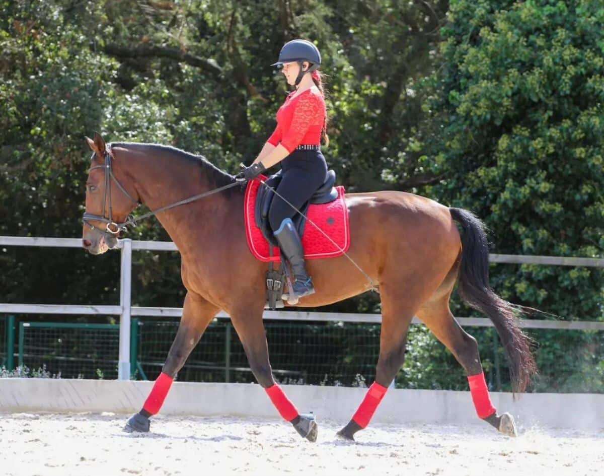 A woman rides a brown Selle Français horse on a ranch.