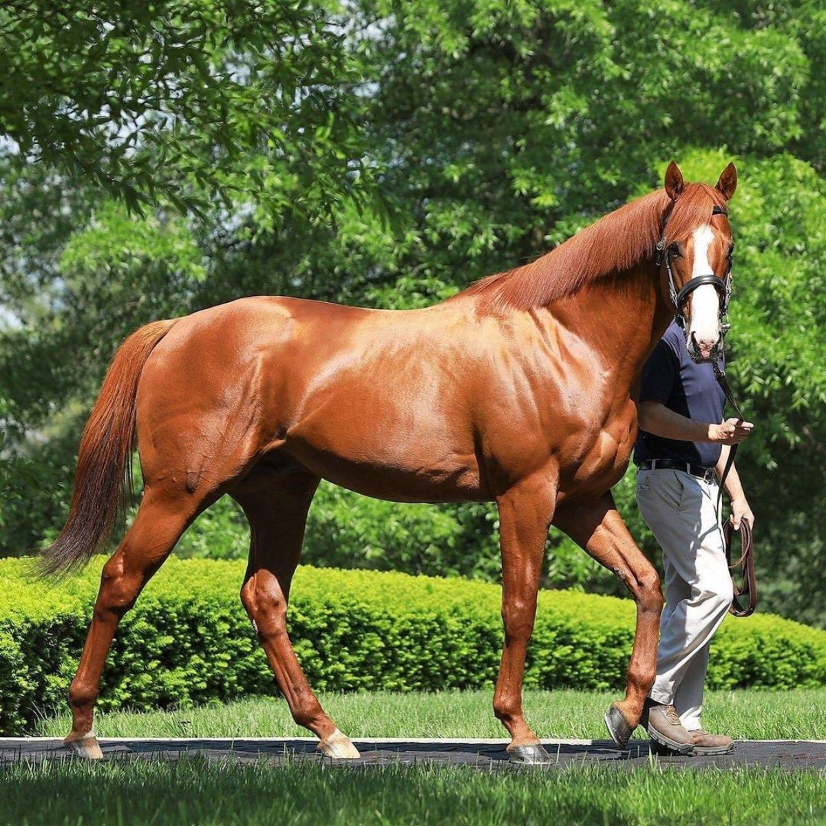 A shiny brown Thoroughbred horse lead by its owner.