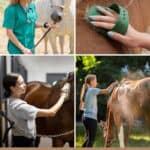 7 Ways to Get Rid Of Dandruff on Your Horse pinterest image.