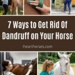 7 Ways to Get Rid Of Dandruff on Your Horse pinterest image.