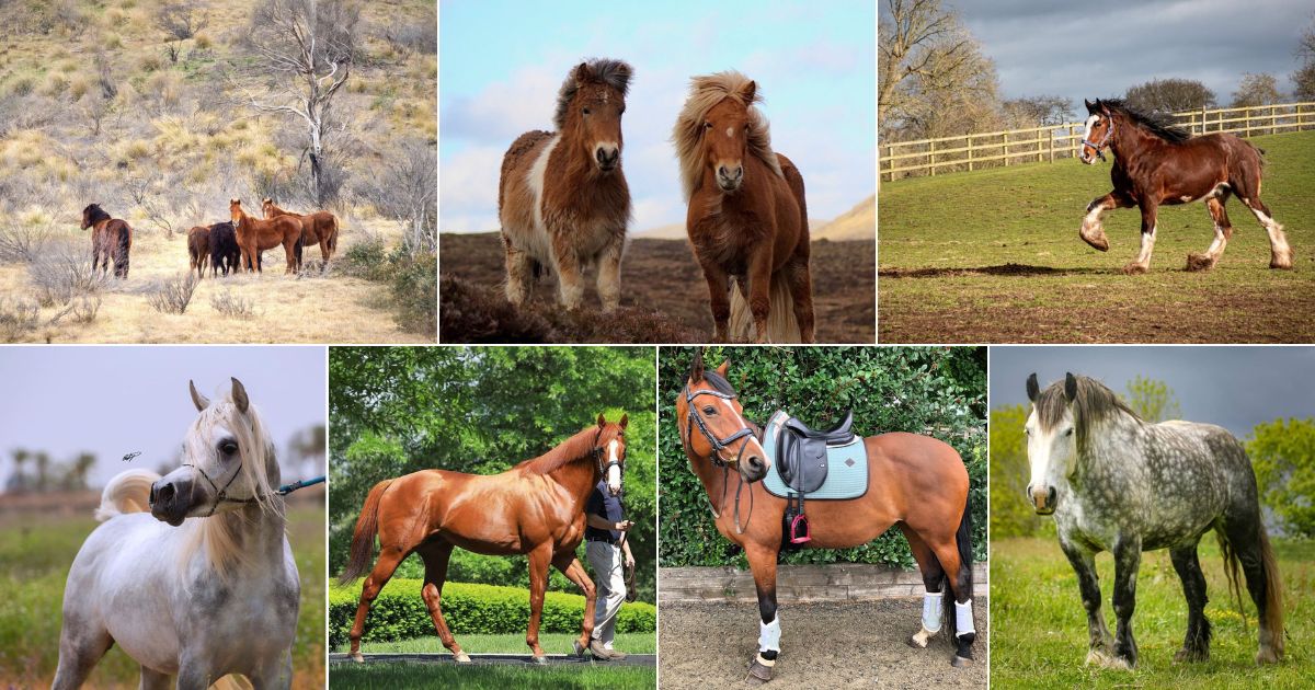 7 Worst Horse Breeds for Beginners (and Why) facebook image.