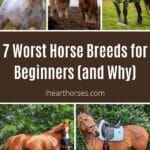 7 Worst Horse Breeds for Beginners (and Why) pinterest image.