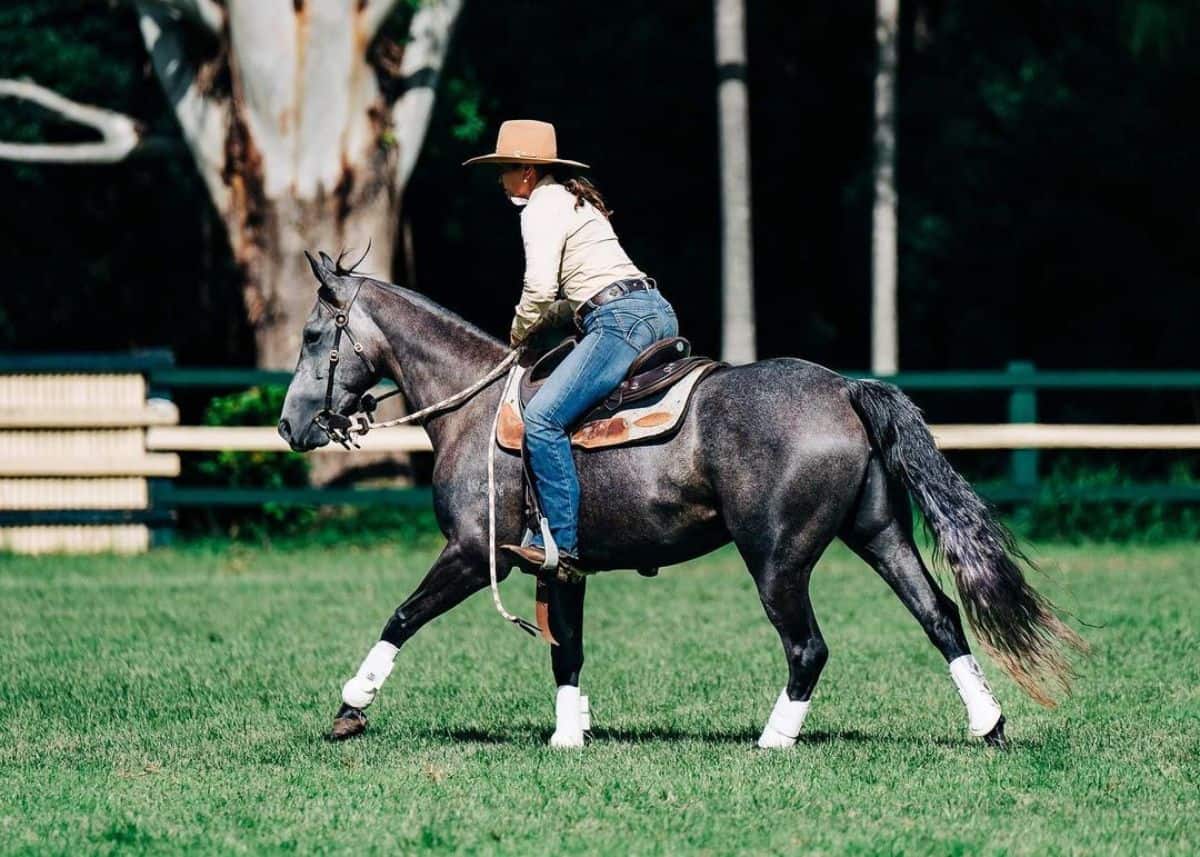 A woman rides a Australian Stock Horse.