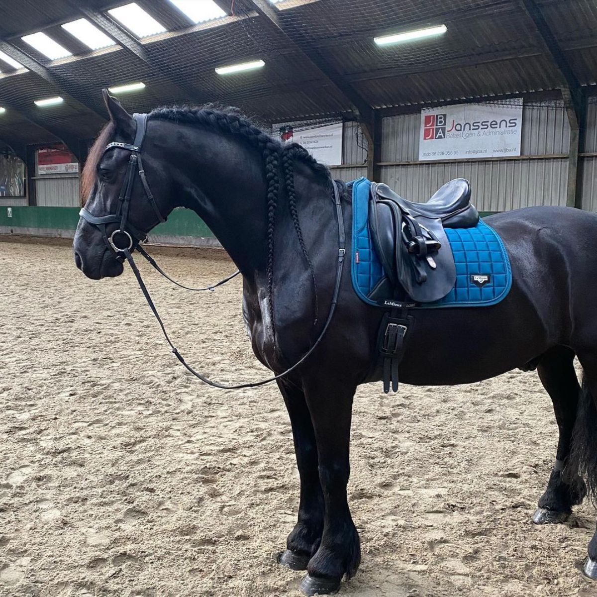 A black Friesian horse stands under a roof.