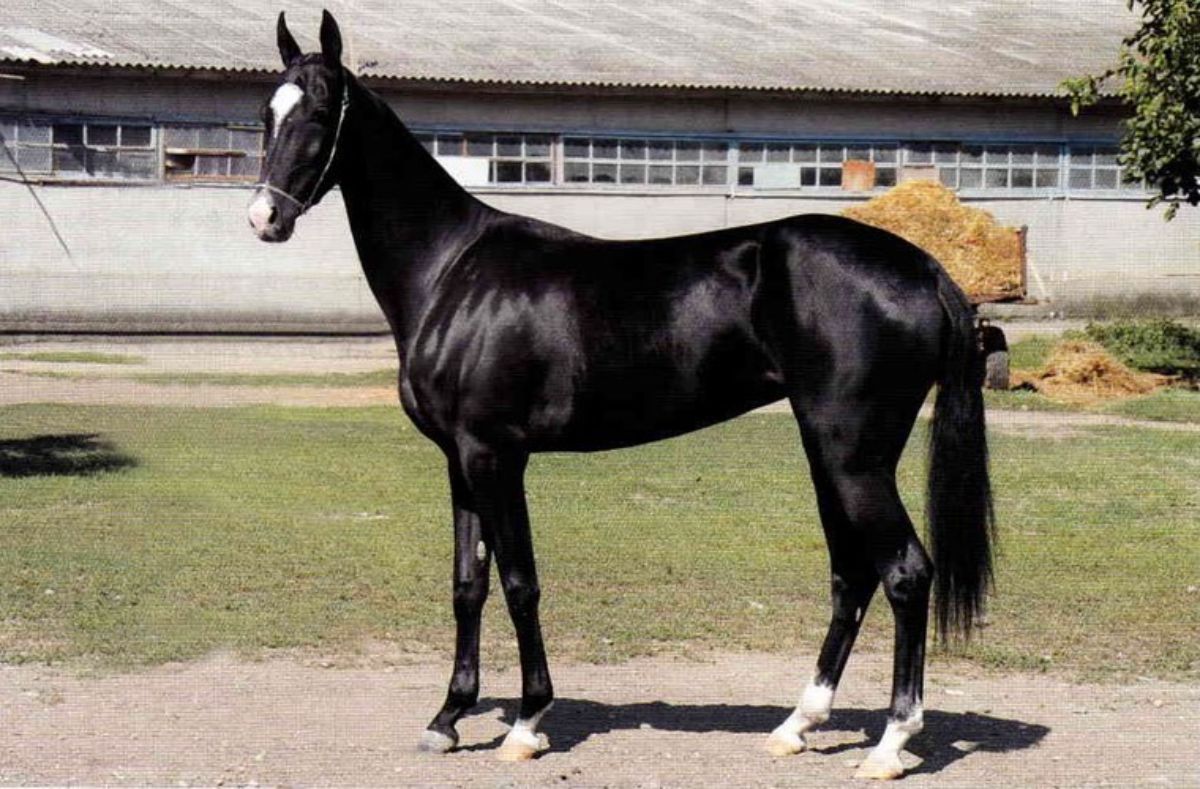 A black Akhal-Teke horse stands on a ranch.