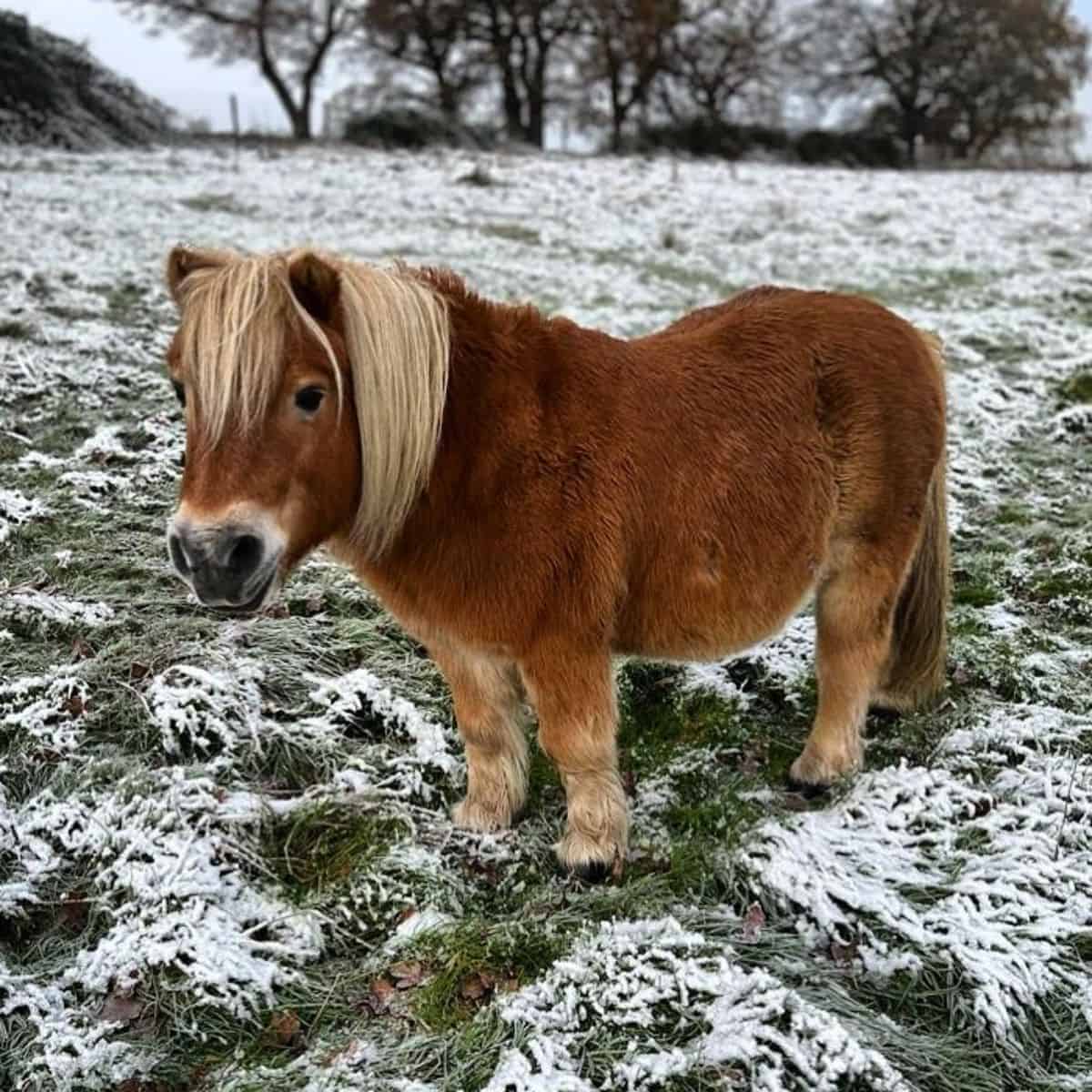 An adorable brown Shetland Pony stands on a frozen meadow.