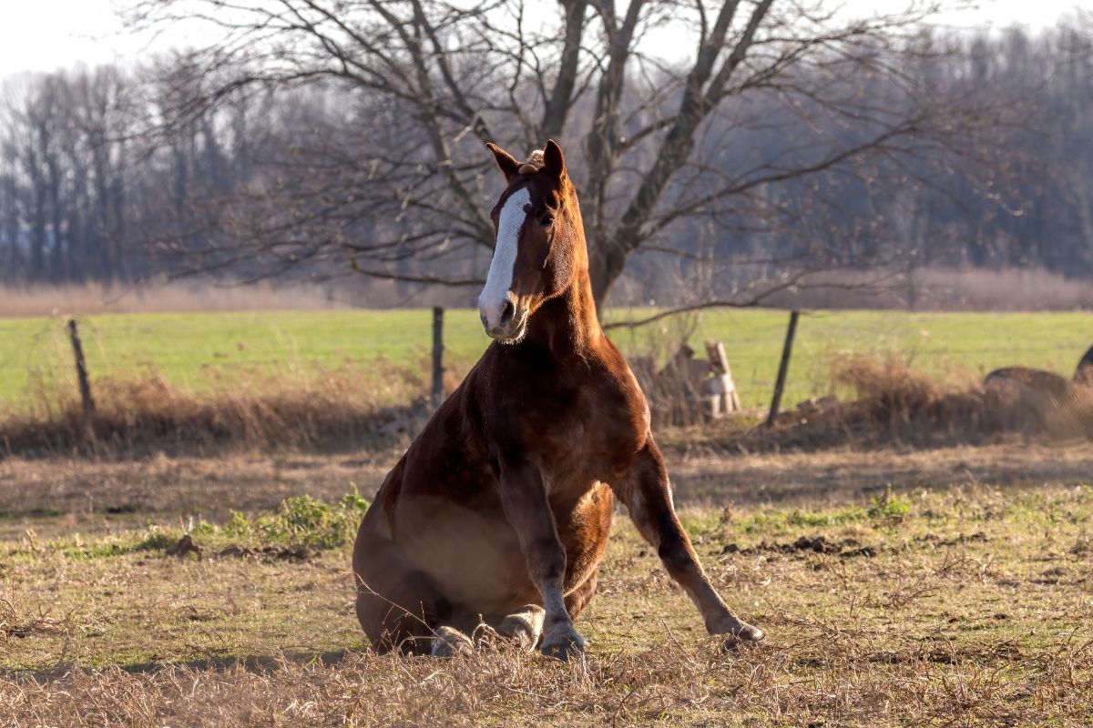 A brown sitting horse.