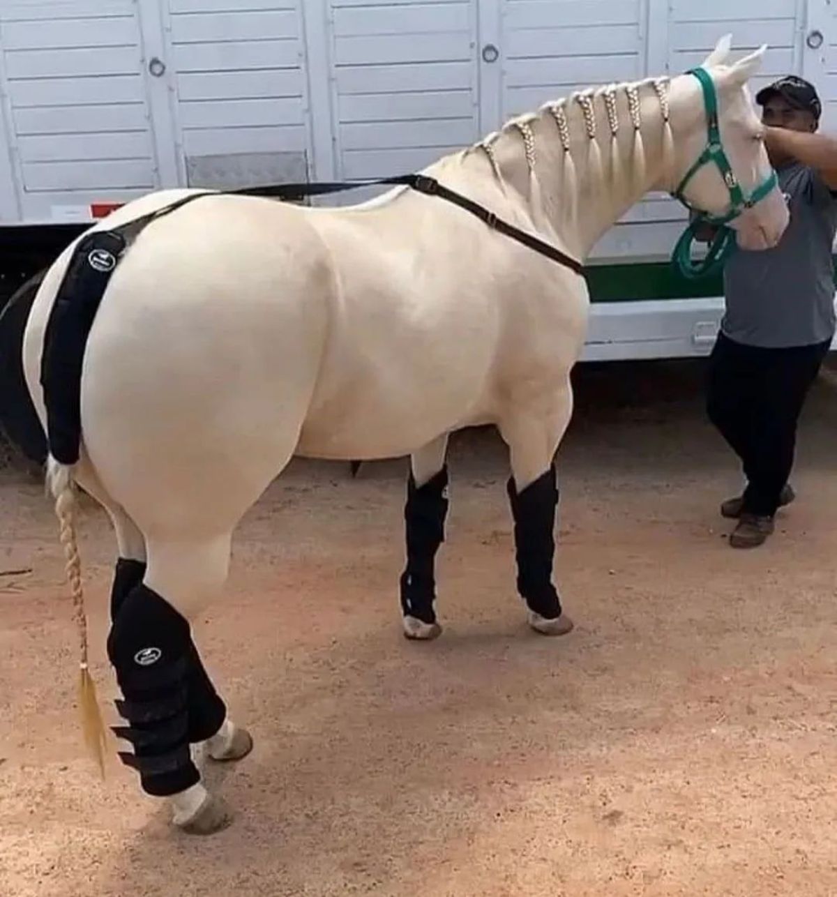 A white horse leading to a horse trailer.