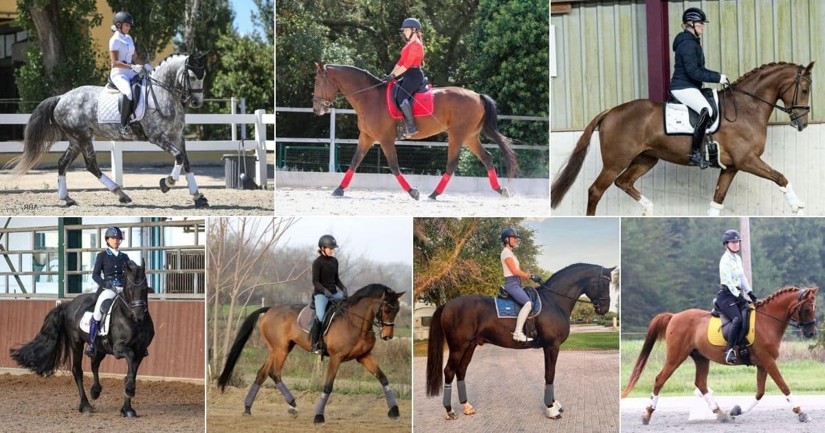 9 Best Horse Breeds for Dressage facebook image.