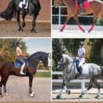 9 Best Horse Breeds for Dressage pinterest image.