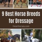 9 Best Horse Breeds for Dressage pinterest image.