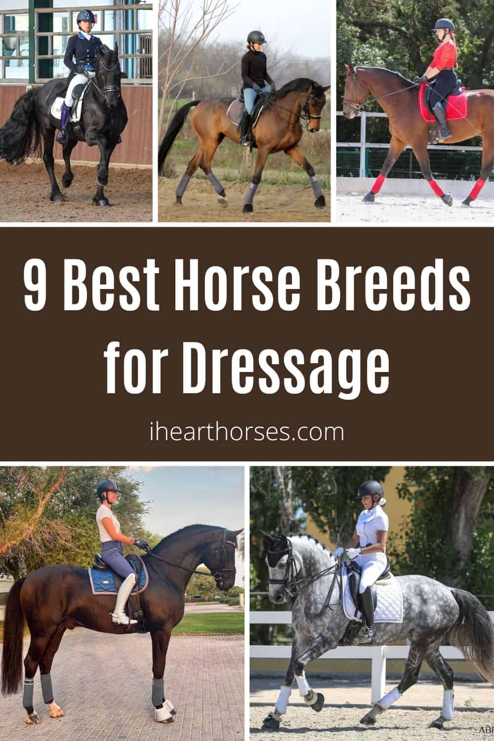 9 Best Horse Breeds For Dressage (with Photos)