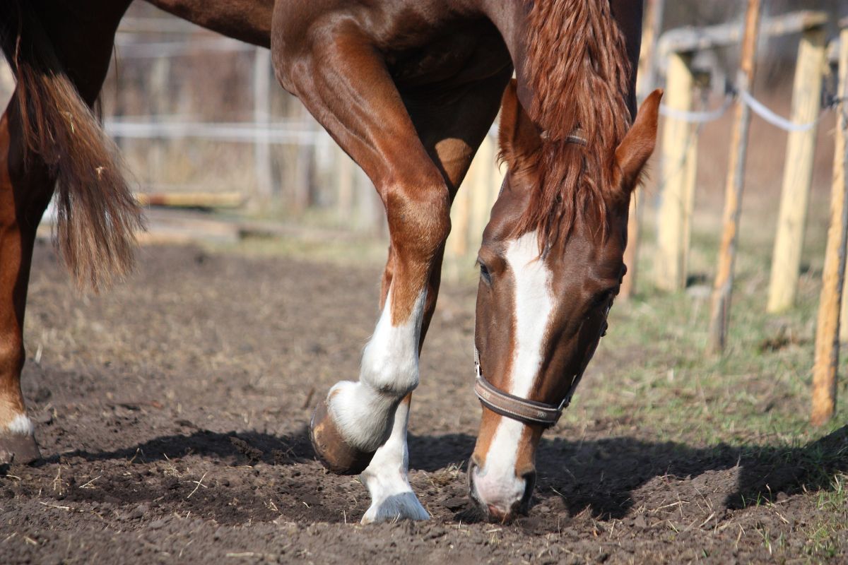 A brown horse digs a hole.