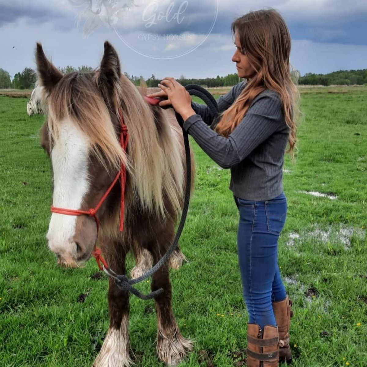 A woman takes care of a Gypsy Cob horse.