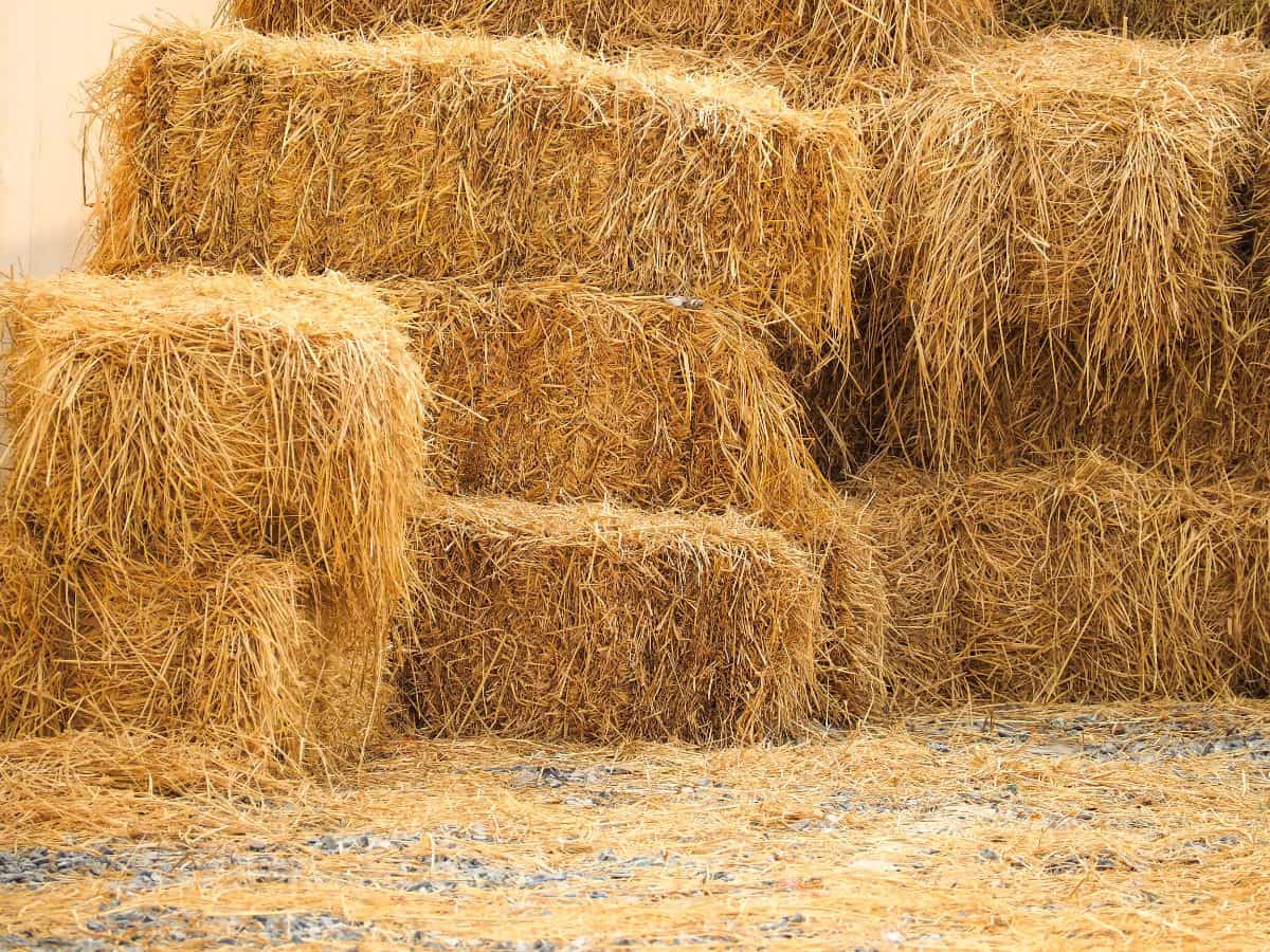 A pile of hay.