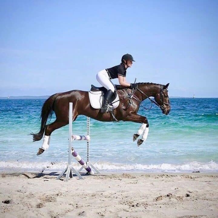 11 Reasons Why Horses Love To Eat Sugar Cubes