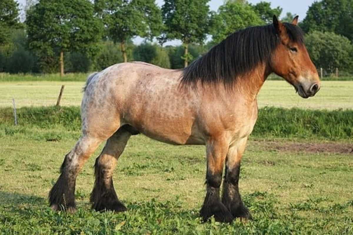 A majestic brown Ardennais horse with a black mane and feathered legs.