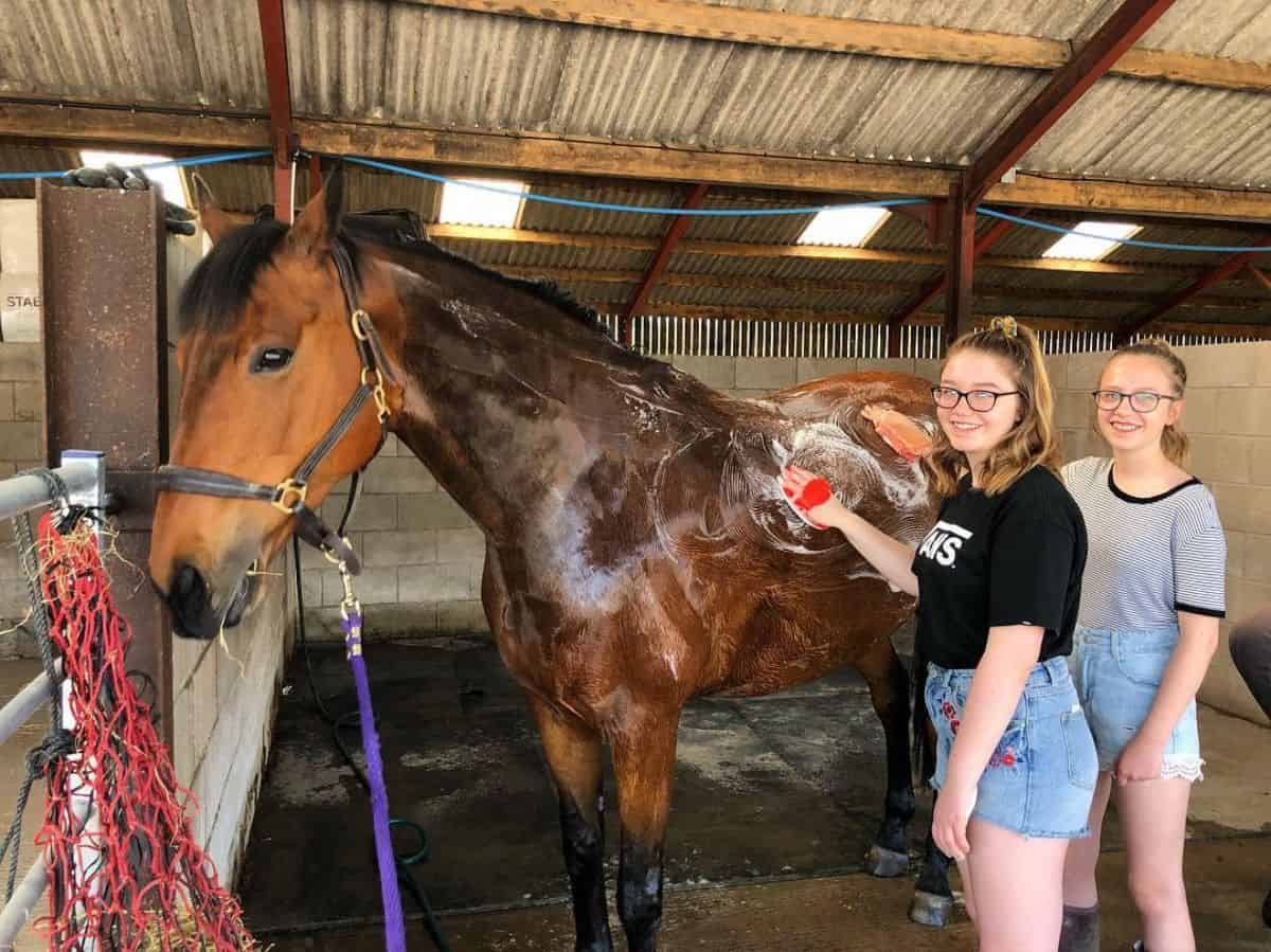 Two young girls are washing a brown horse in a stable.