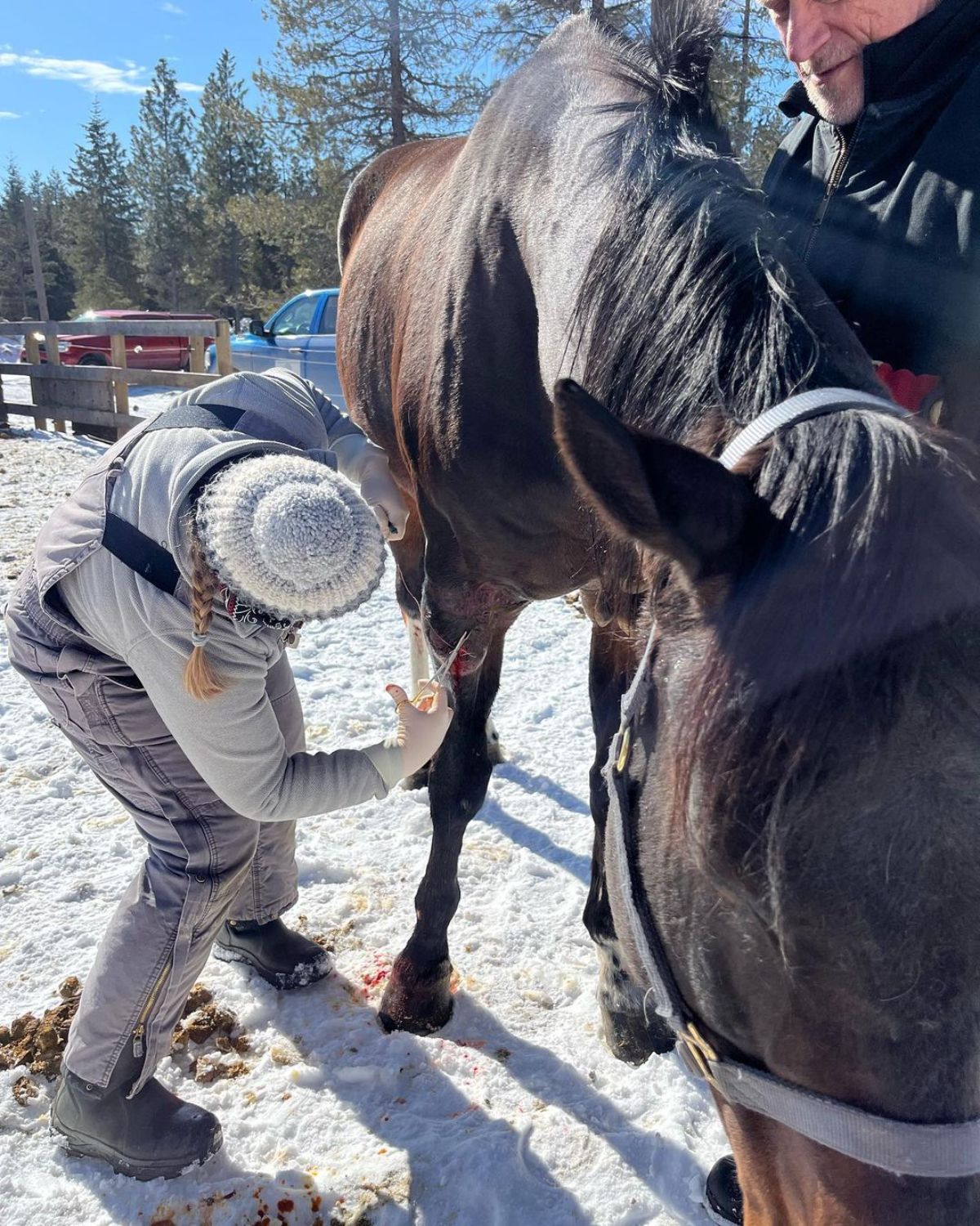 A woman taking care of a wounded horse.