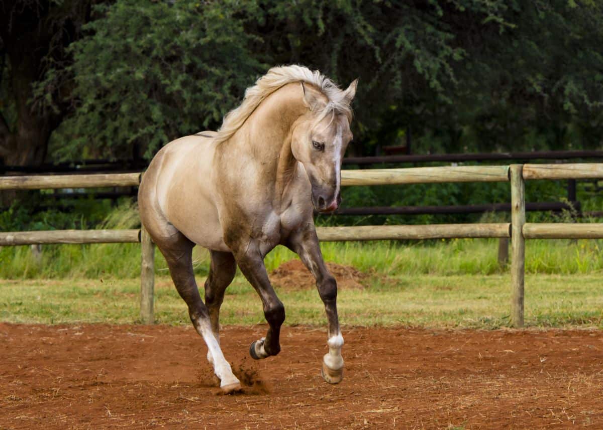 A light-brown American Quarter Horse runs on a ranch.