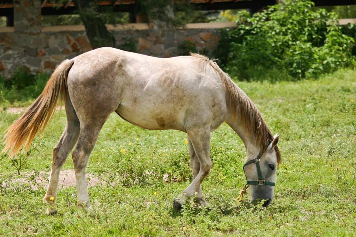 An Azteca horse grazing grass on a pasture.